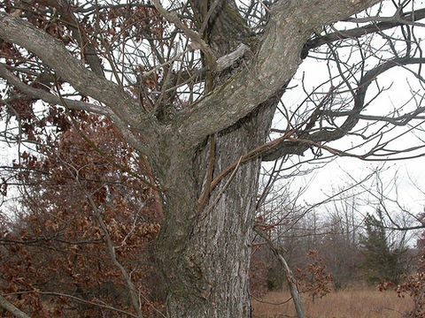 Image of Mitten tree