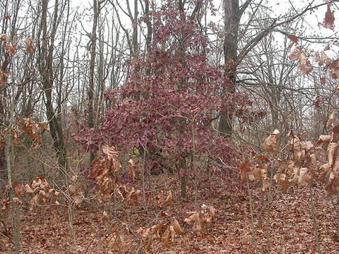 Image of White Oak