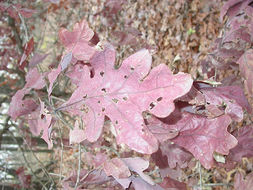 Imagem de Quercus alba L.