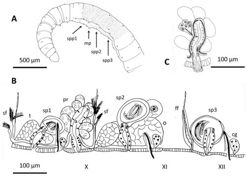 Image of <i>Cookidrilus pocosinus</i> Rodriguez, Fend & Lenat 2014