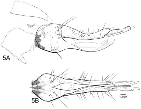 Image of <i>Chimarra anticheira</i> Vilarino & Calor 2015
