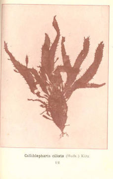 Image of <i>Calliblepharis ciliata</i>