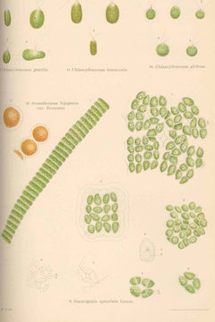 Image of <i>Chlamydomonas gracilis</i> J. W. Snow 1903