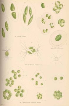 Image of <i>Fusola viridis</i>