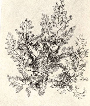 Image of <i>Pterochondria woodii</i>