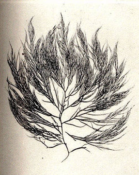 Image of Rhabdonia