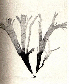 Image of <i>Taonia atomaria</i>