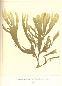 Image of <i>Taonia atomaria</i>