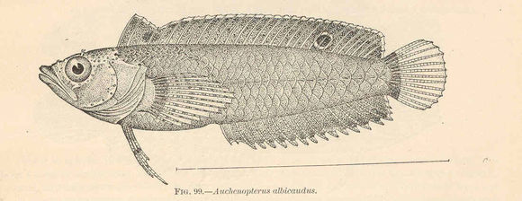 Image of Auchenipterus