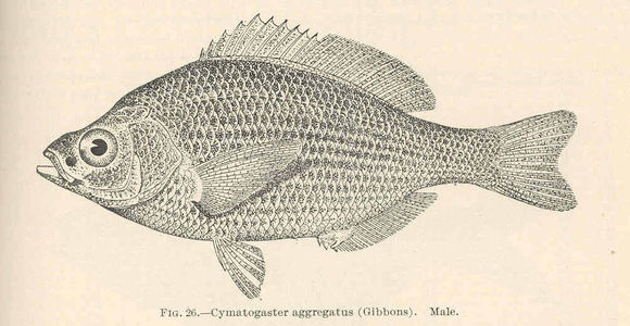Image of Shiner Perch