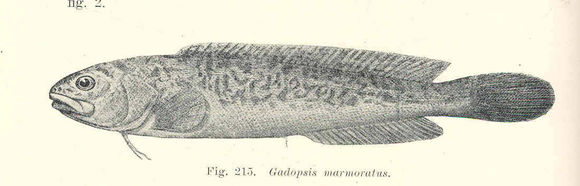 Image of River blackfish