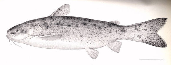 Image of <i>Glanidium ribeiroi</i> Haseman 1911