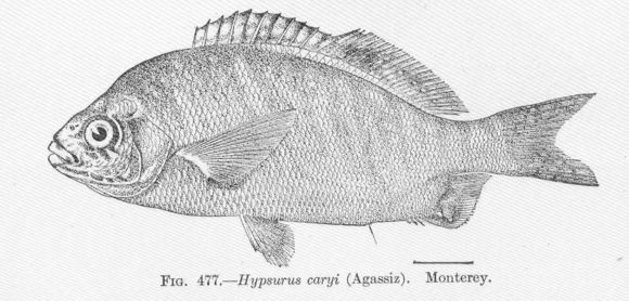 Image of rainbow seaperch