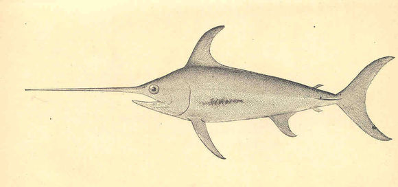 Image of swordfish