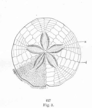 Image of Sand dollar