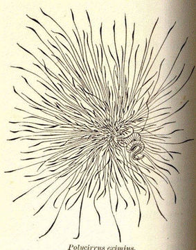 Image of Polycirrus