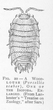 Image of Common rough woodlouse