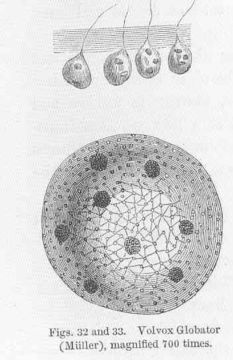 Image of <i>Volvox globator</i>