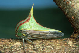 Image of Membracinae