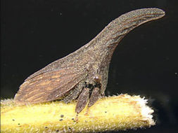 Image of Membracinae