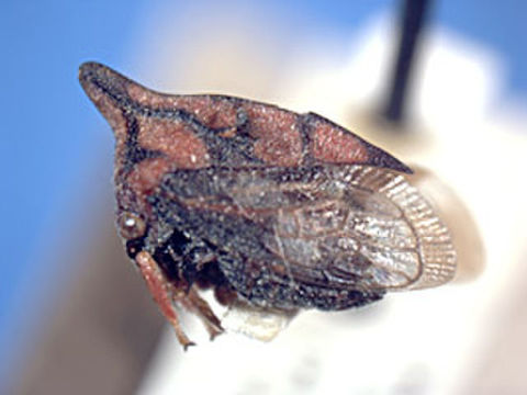 Image of Membracinae