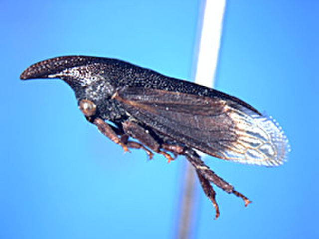 Image of Membracinae