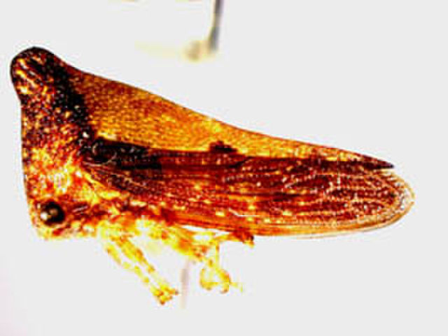 Image of Hoplophorionini