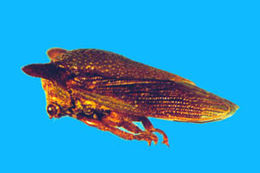 Image of Hoplophorionini