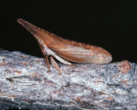 Image of Scalmophorus