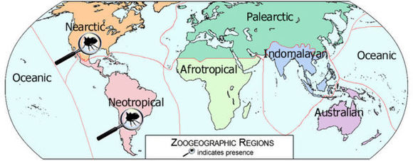 Image of Idioderma