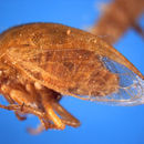 Image of Anisostylus