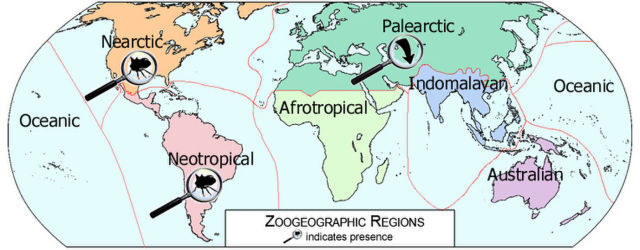 Image of Stictocephala