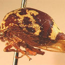 Image of Carynota