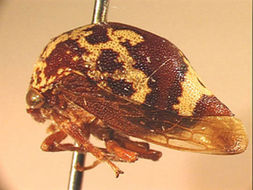 Image of Carynota