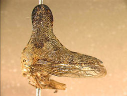 Image of Glossonotus