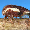 Image of Ophiderma