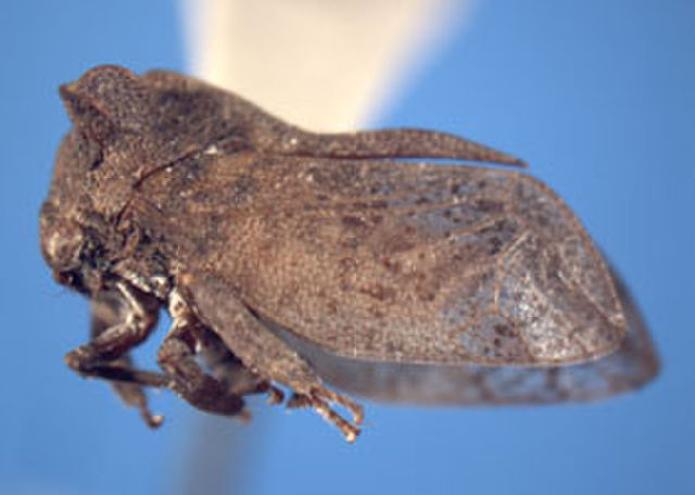 Image of Stegaspidinae