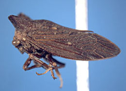 Image of Stegaspidinae