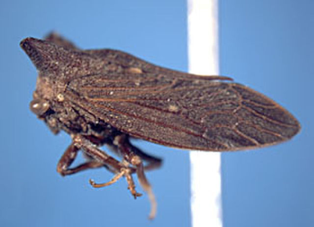 Image of Stegaspidinae