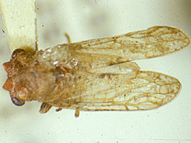 Image of Stegaspidinae