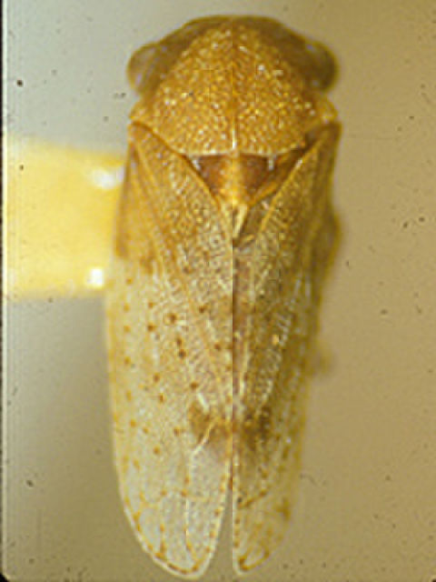 Image of Stegaspidinae