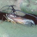 Image of Umbelligerus