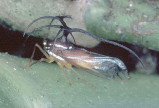 Image of Umbelligerus