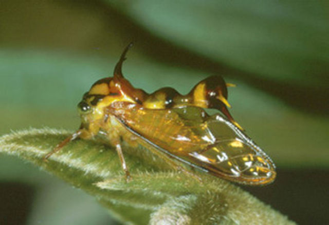 Image of Membracidae