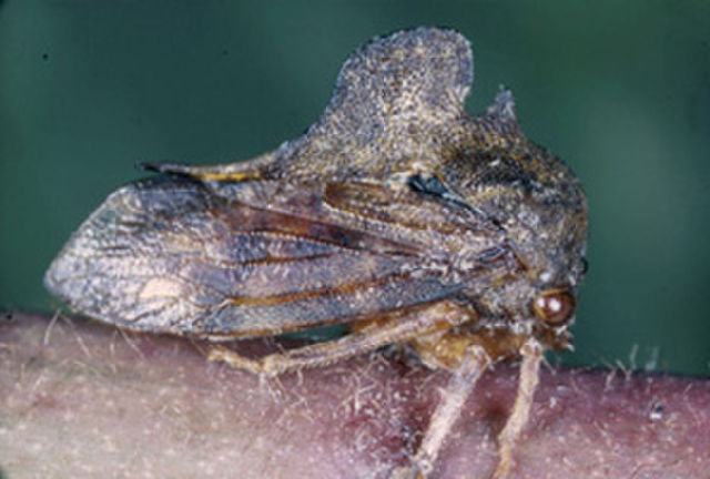 Image of Membracidae