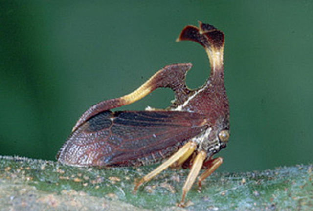 Image of Membracidae