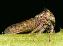 Image of Membracidae