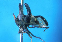 صورة Aetalionidae