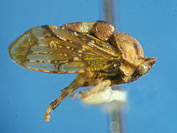 صورة Aetalionidae