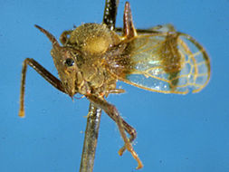 صورة Aetalionidae